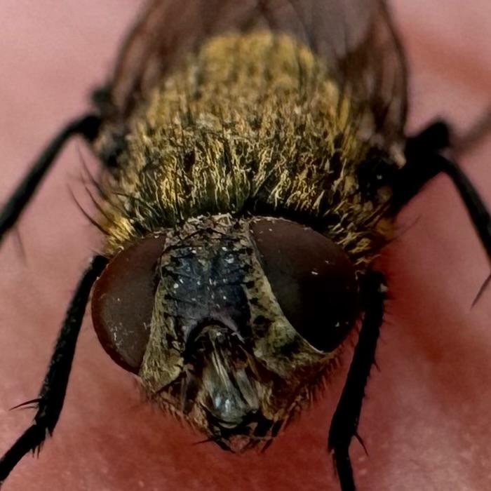 Macro photograph of Cluster Fly
